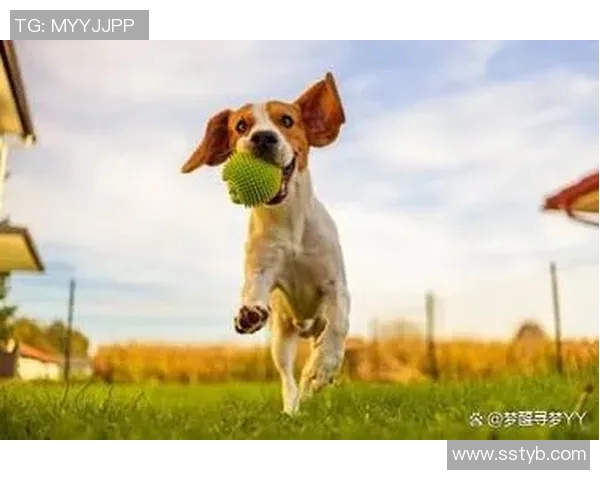 足球明星与爱犬的生活揭秘:他们如何选择和照顾自己的狗狗 足球明星与爱犬的生活揭秘:他们如何选择和照顾自己的狗狗